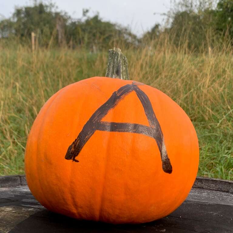 Pumpkin on barrel by orchard