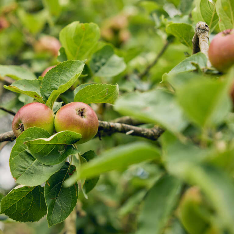 A bountiful cider apple harvest ahead at newton court farm