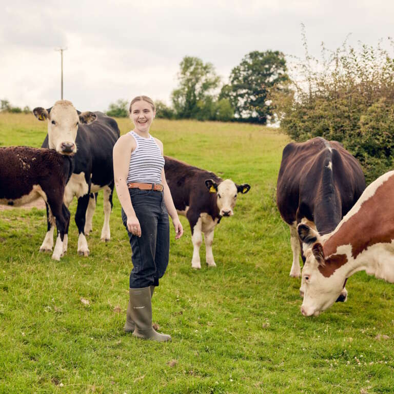 Cattle at newton court farm in the field