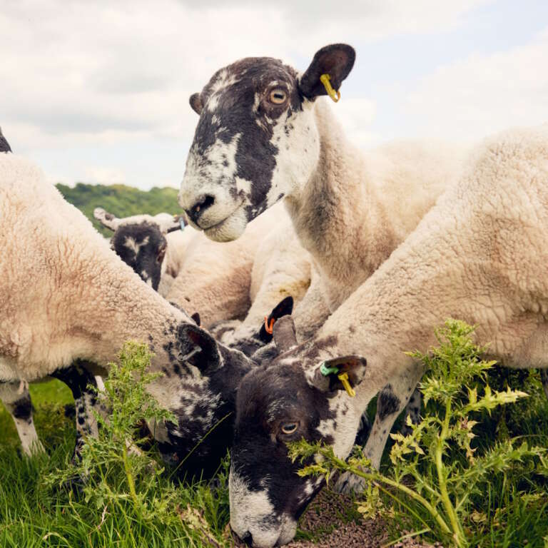 Natural lawn mowers sheep at newton court farm