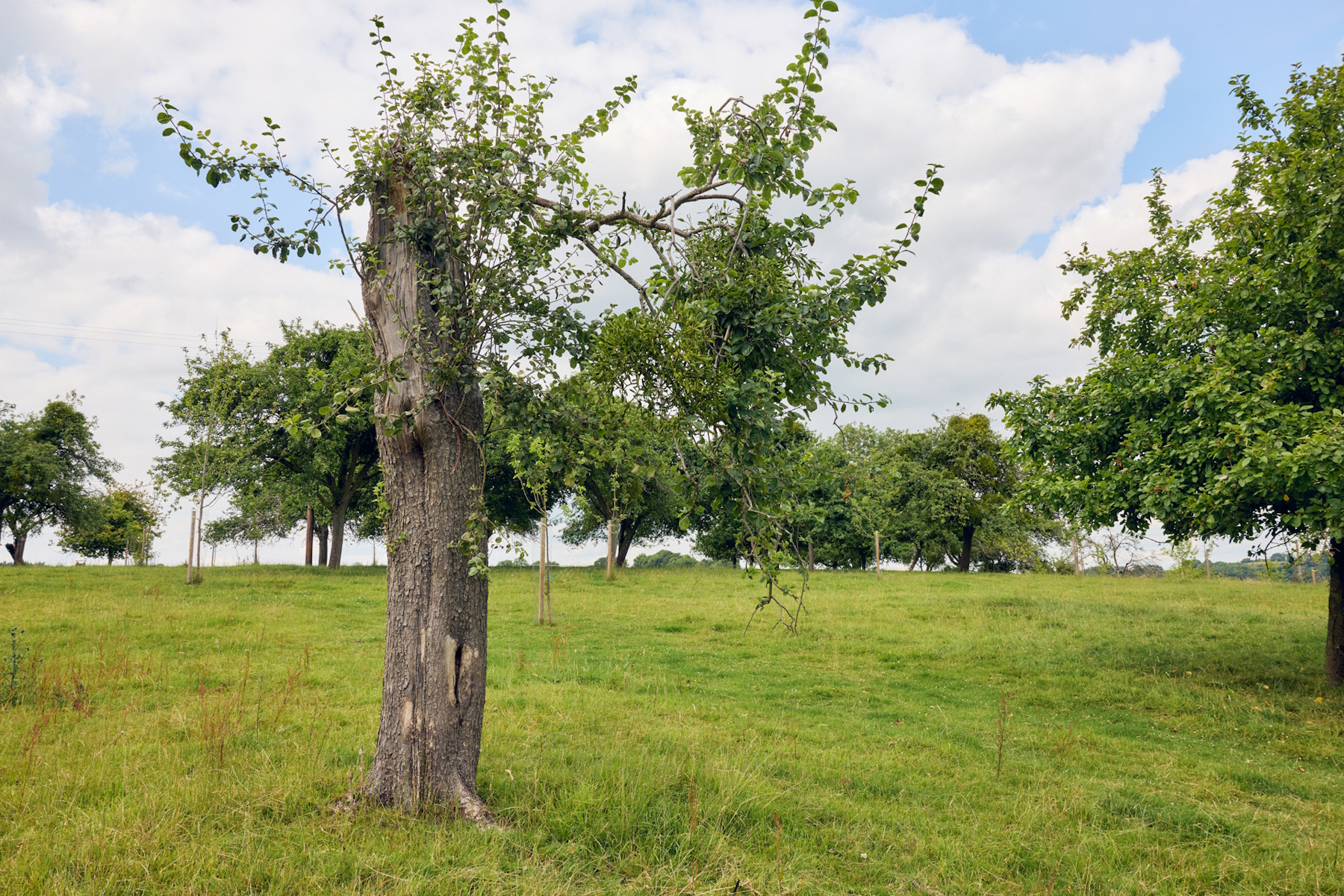 Old tree trunks support insect biodiversity at newton court farm