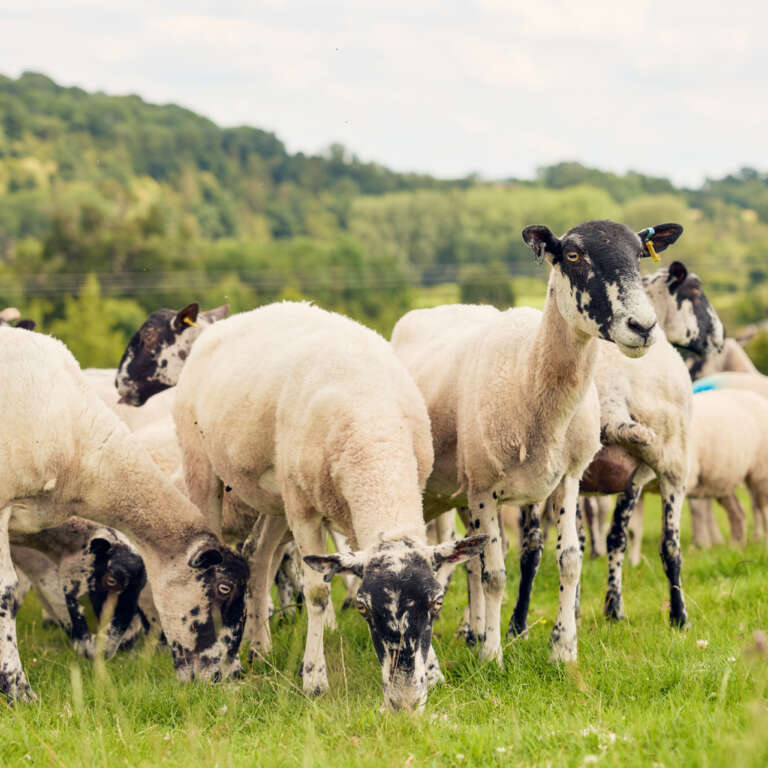 Our natural lawn mowers organic sheep at newton court farm