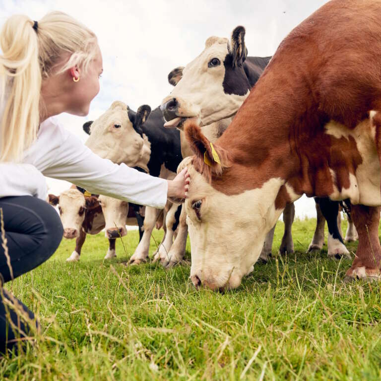 Tending the hereford cattle at newton court farm